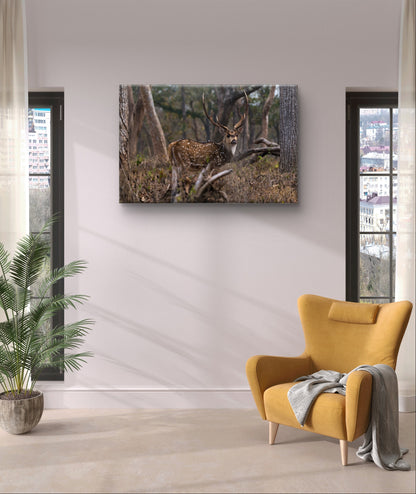 Chital in Mudumalai National Park India Wall Art