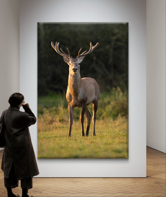 Red Deer Wildlife Wall Art